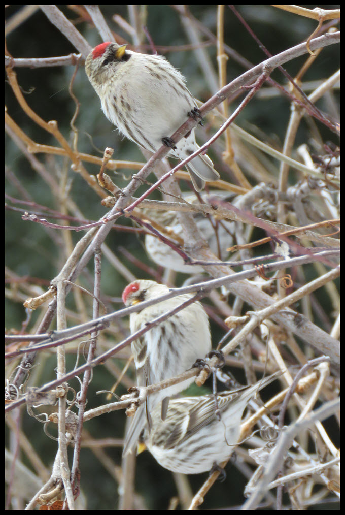 line of redpolls close up 1 in front.JPG