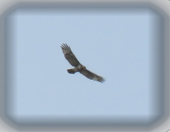 hawk or falcan on flight.JPG