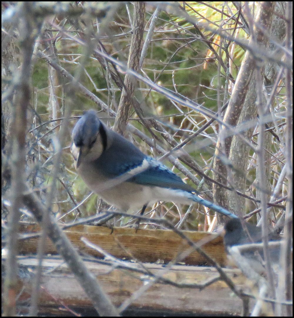 bluejay at feeder with junco.JPG