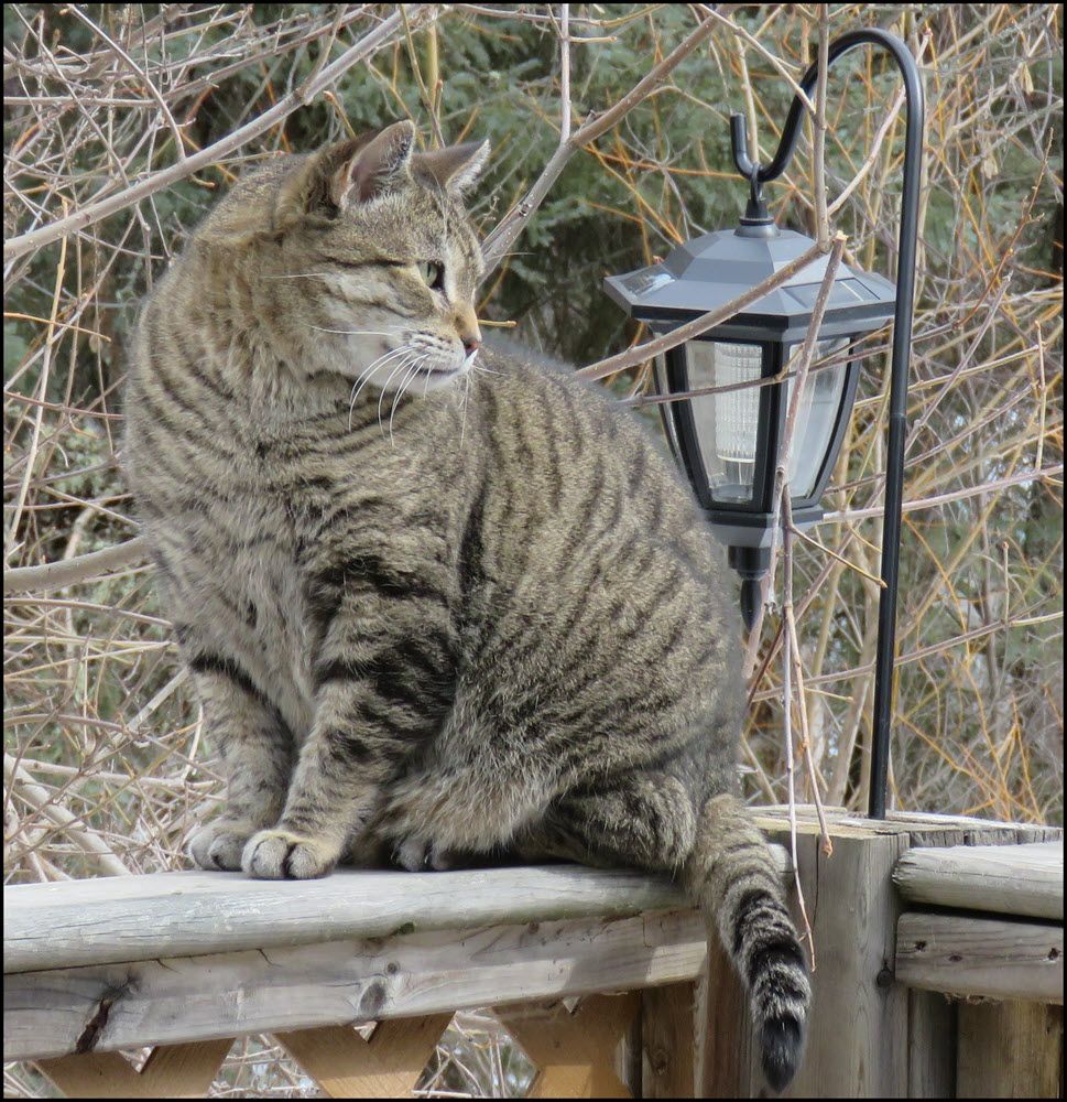 close up JJ on fence.JPG