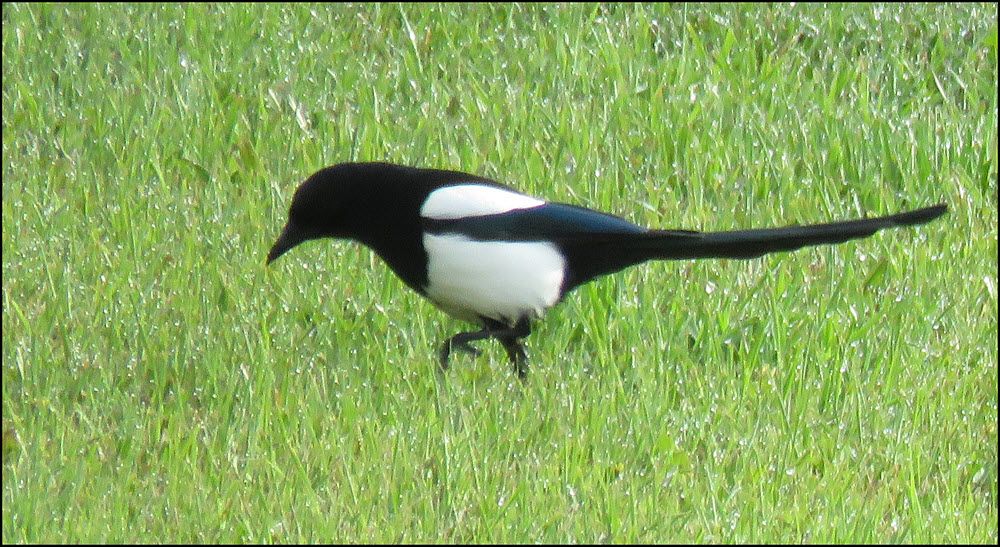 magpie looking for food in grass.JPG