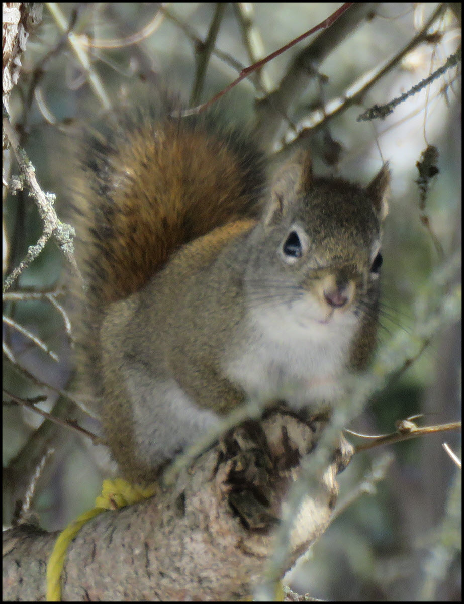 squirrel on branch looking at us.JPG
