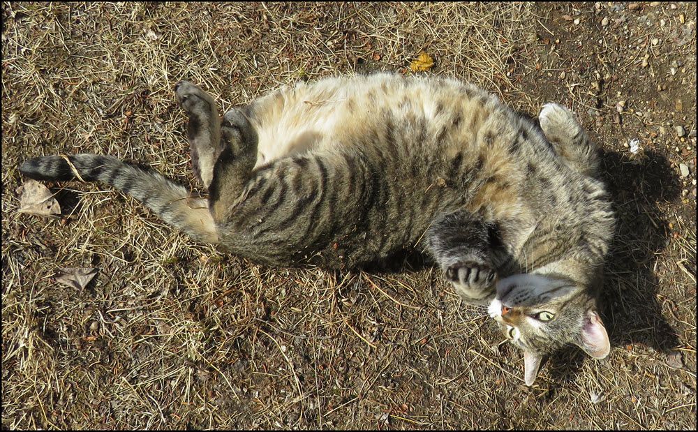 JJ rolling in dirt.JPG