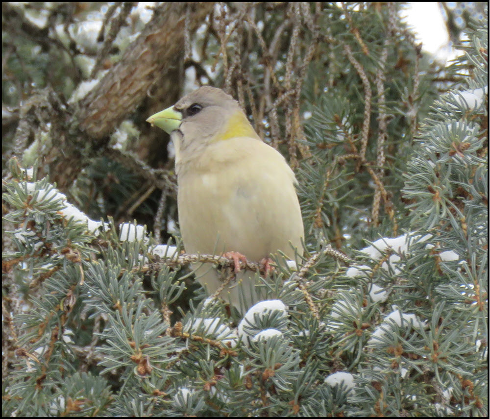 close up female evening grosbeak on snowy spruce branch.JPG