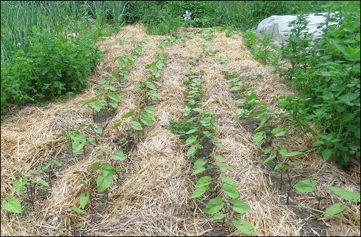 rows of beans.JPG