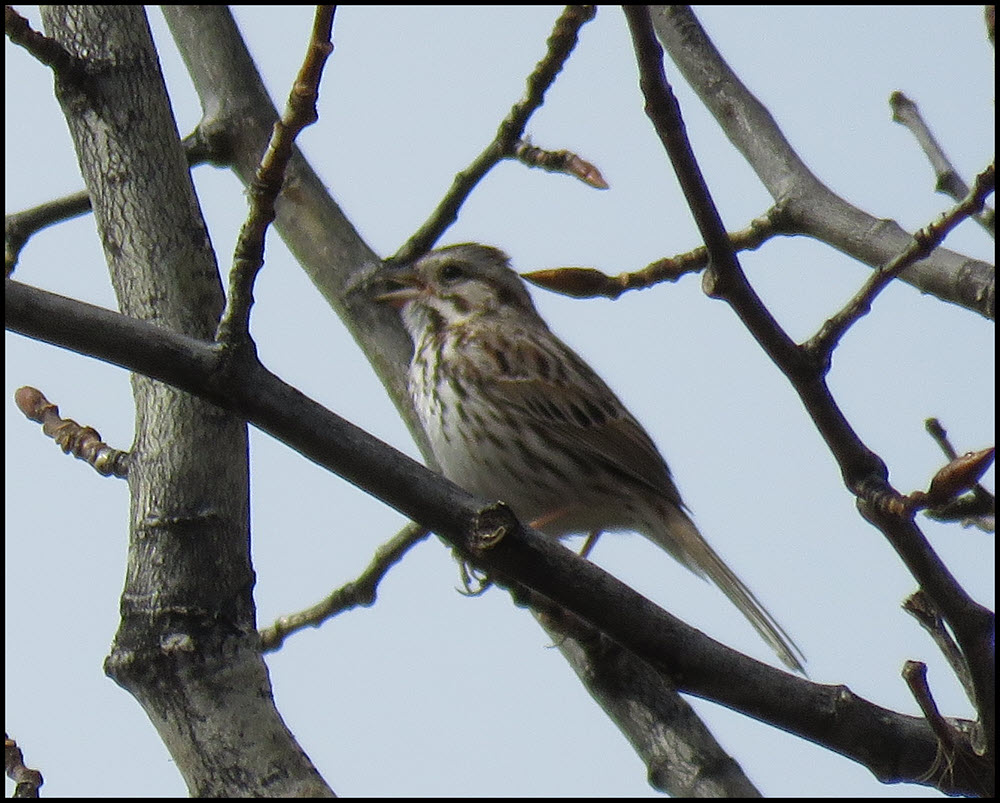 close up finch singing from tree branch.JPG