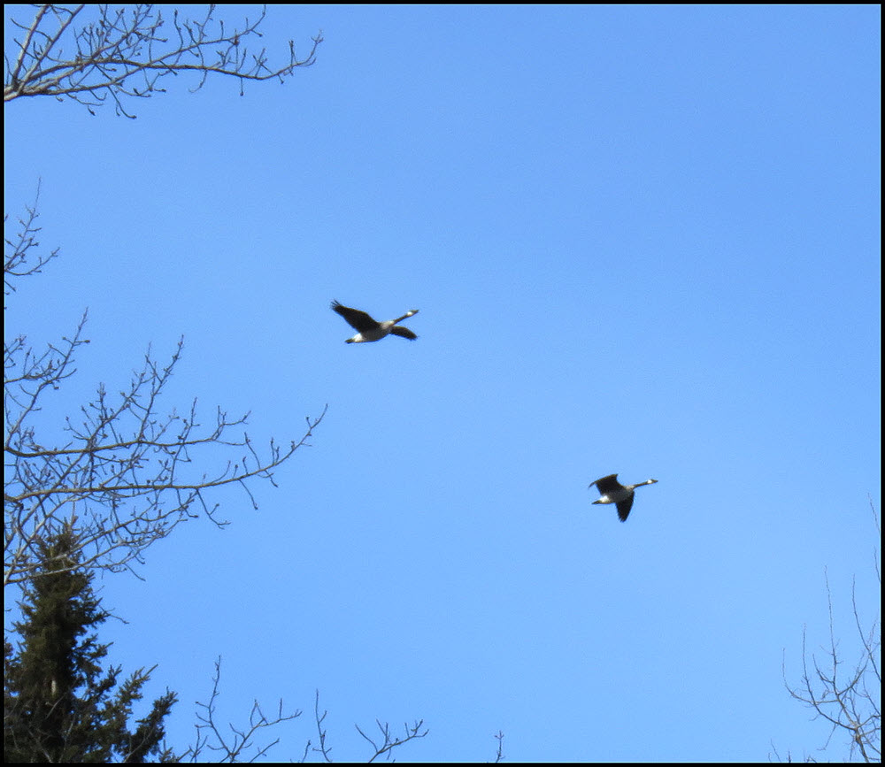 pair Canada Geese in flight.JPG