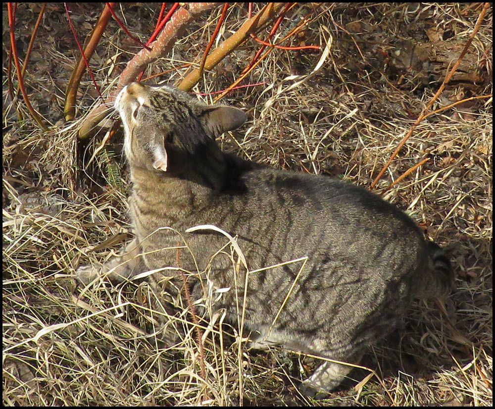 JJ rubbing cheek on bush.JPG