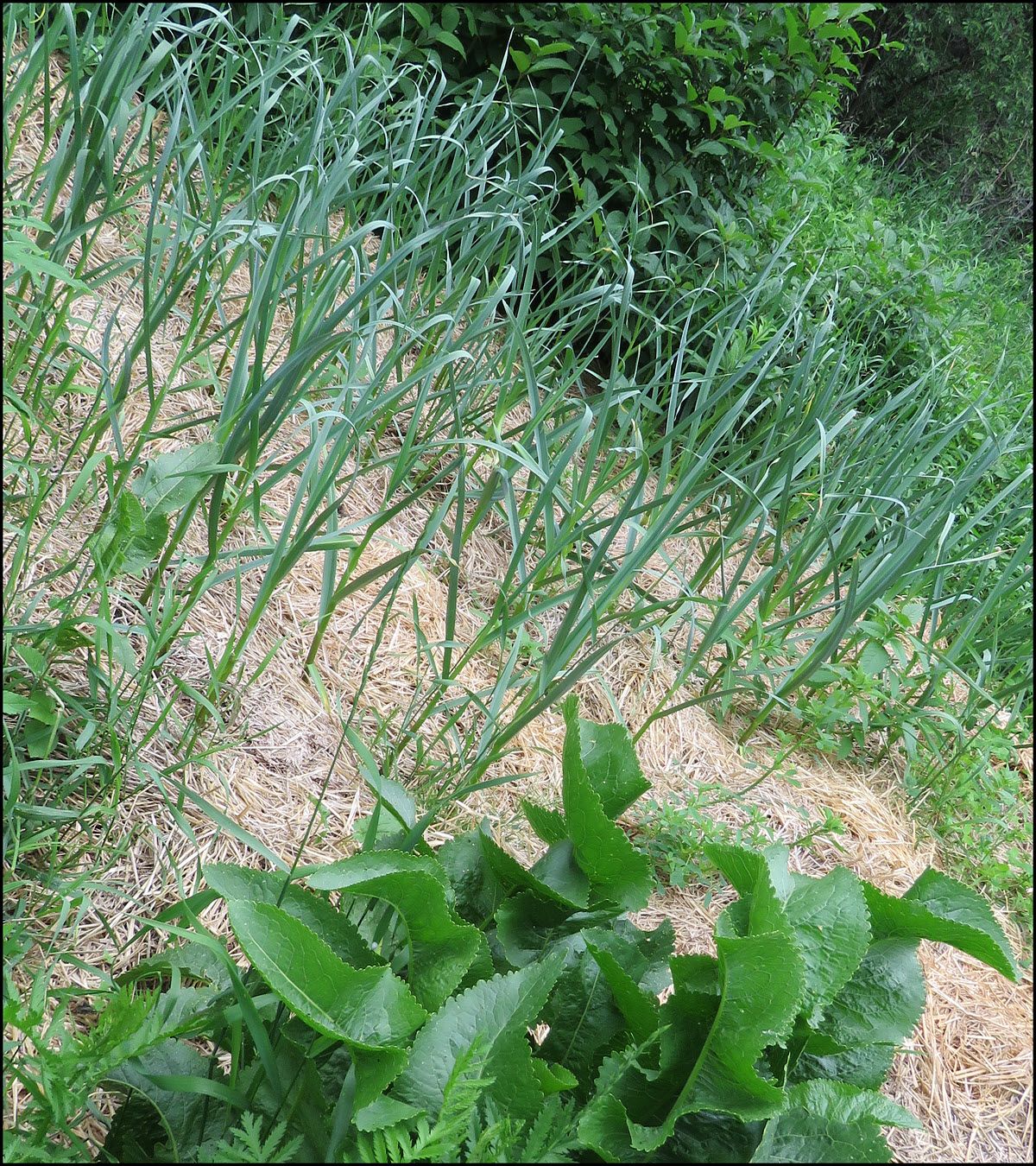 garlic patch.JPG