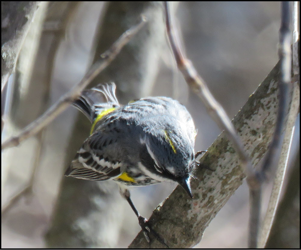 Yellow rumped Warbler standing on branch.JPG