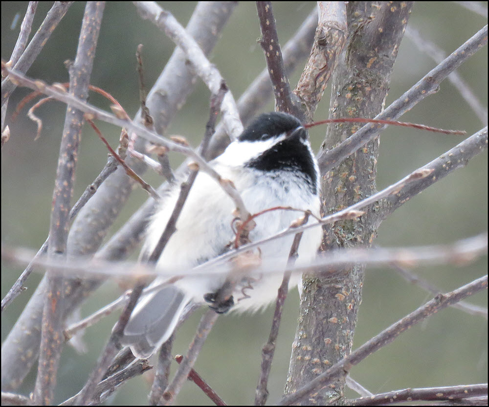 close up chickadee.JPG