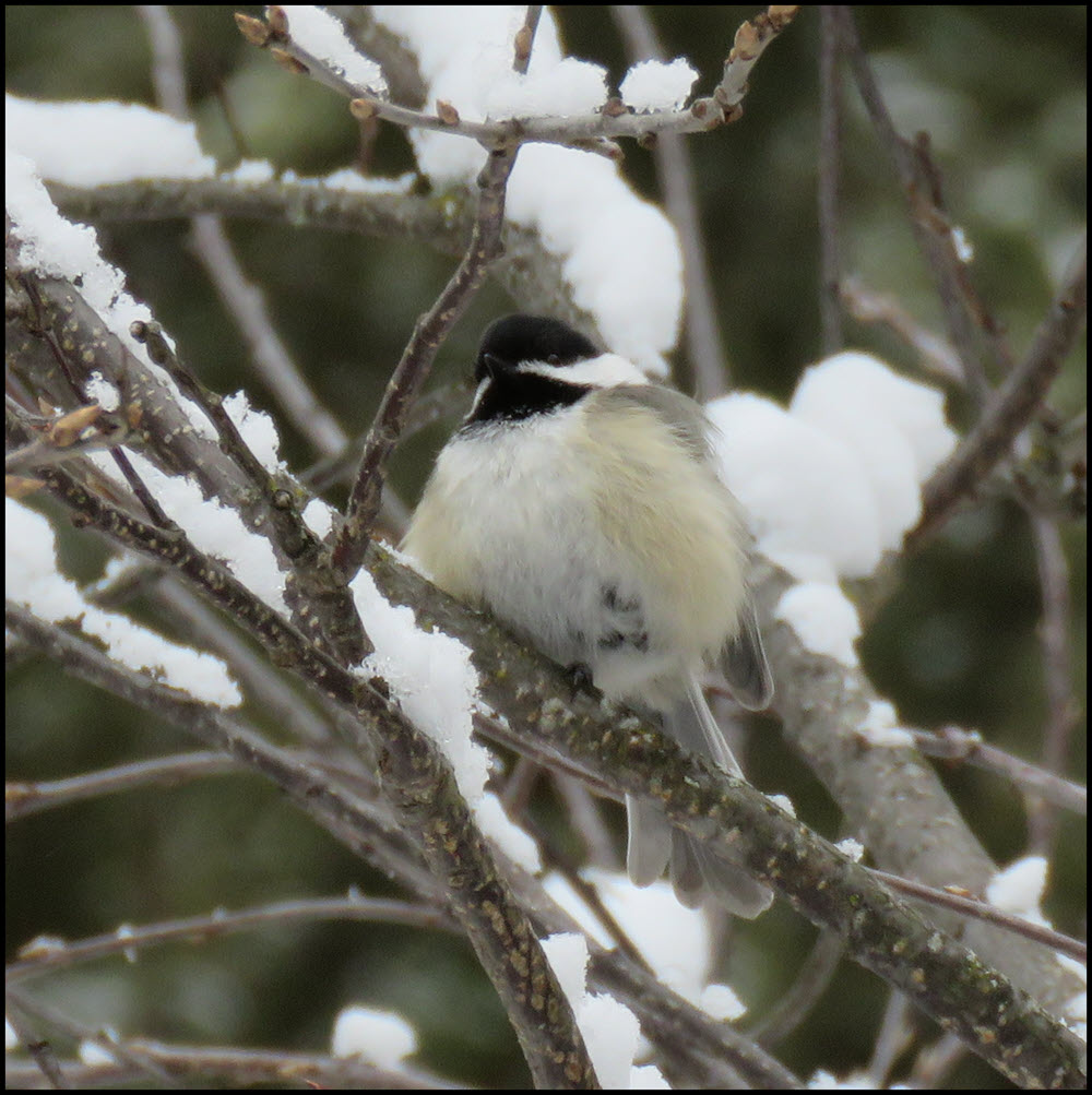 close up puffed up chickadee on branch.JPG