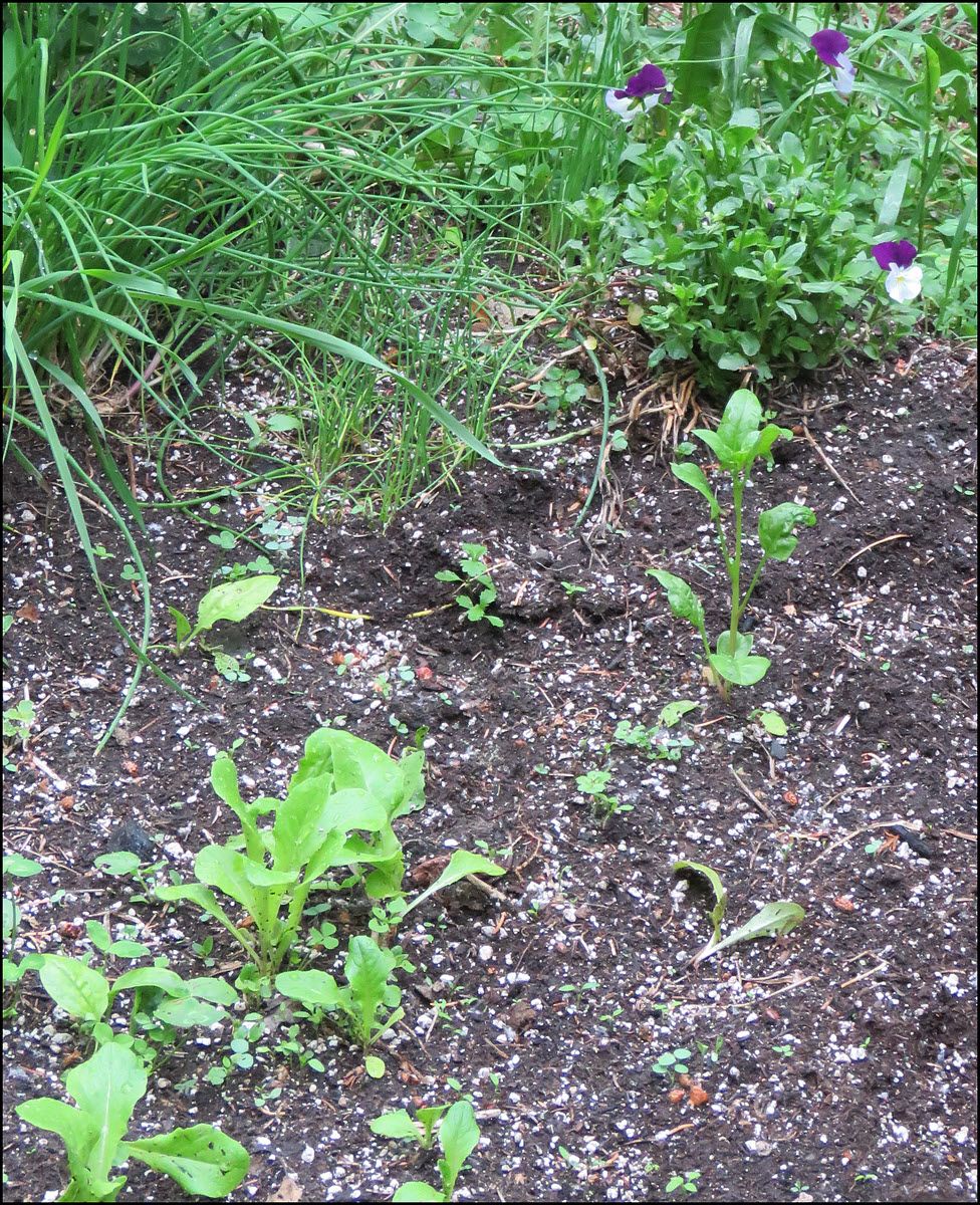 viola chives and self seeded lettuce.JPG