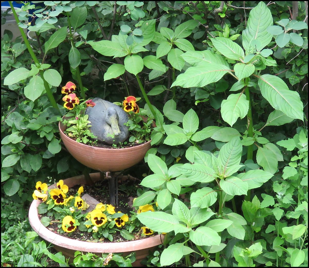 duck pot of pansies.JPG