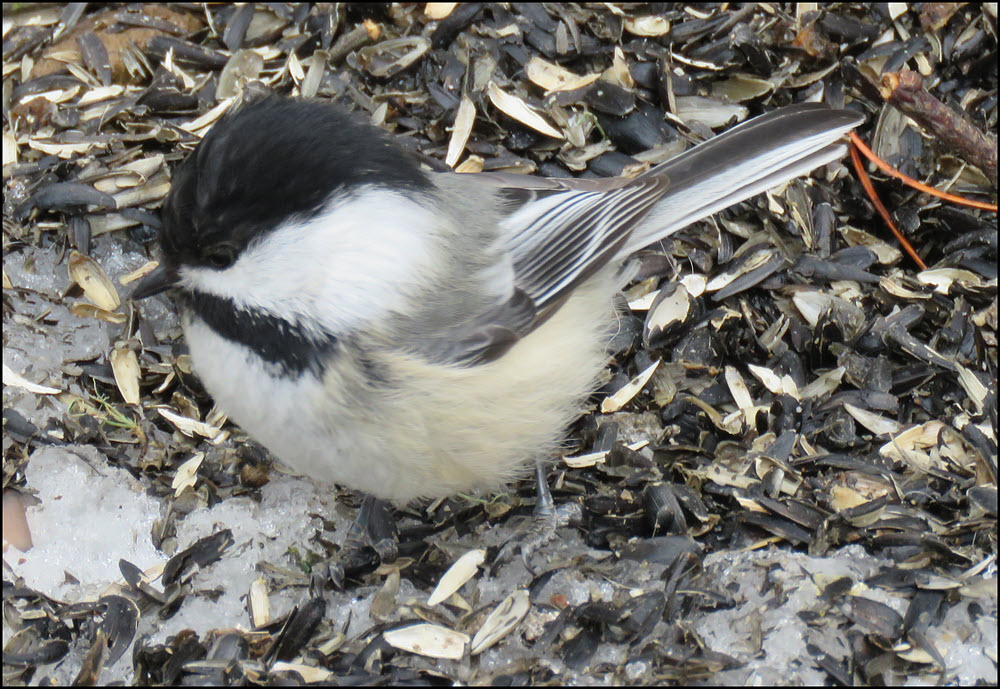 cute close up of chickadee.JPG