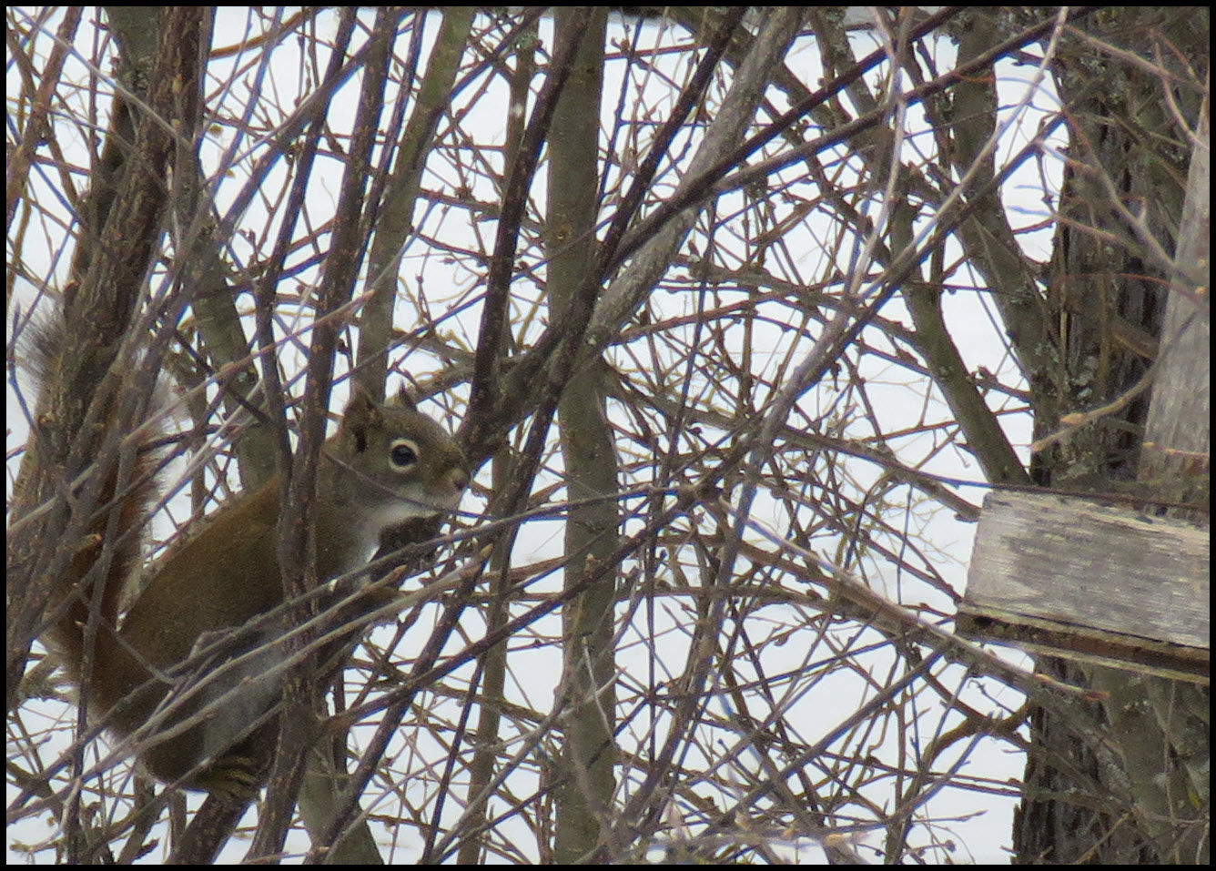 squirrel coming to feeder.JPG