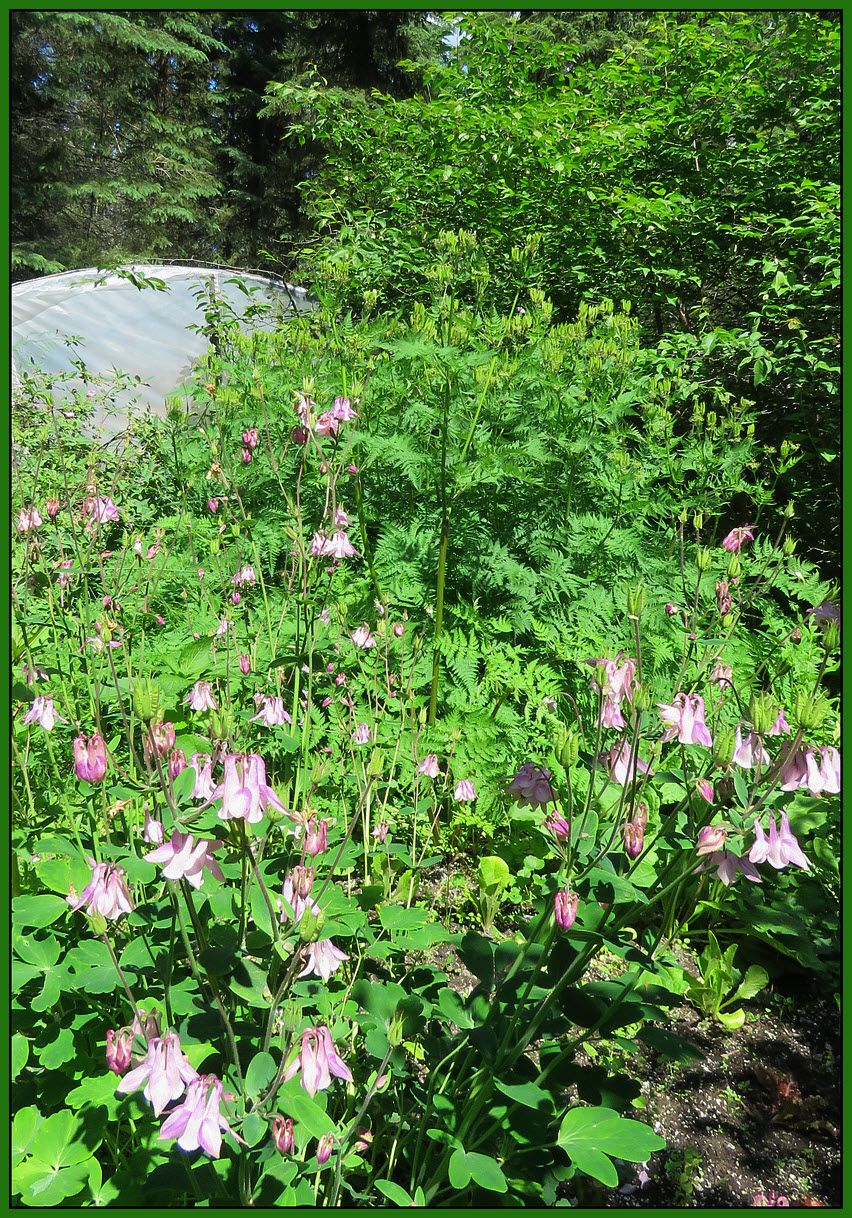columbines in full bloom.JPG