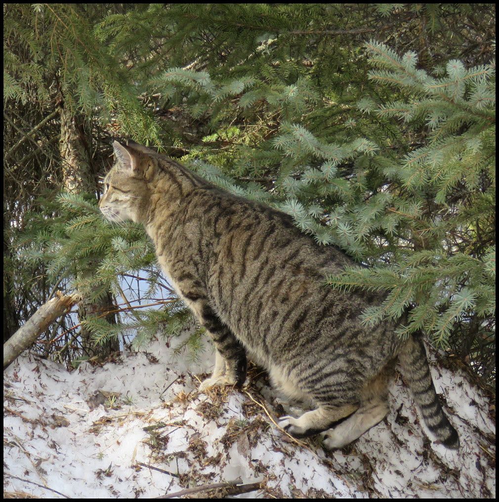 JJ looking over snowbank.JPG