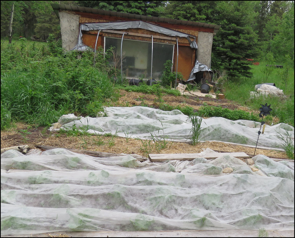 brassicas under cover in front garden by header house.JPG