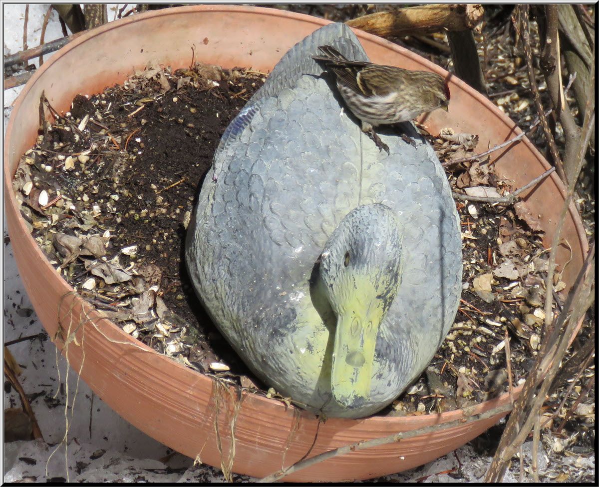 redpoll on duck decoy in pot.JPG