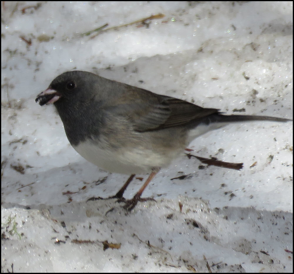 close up junco on snow seed in beak.JPG