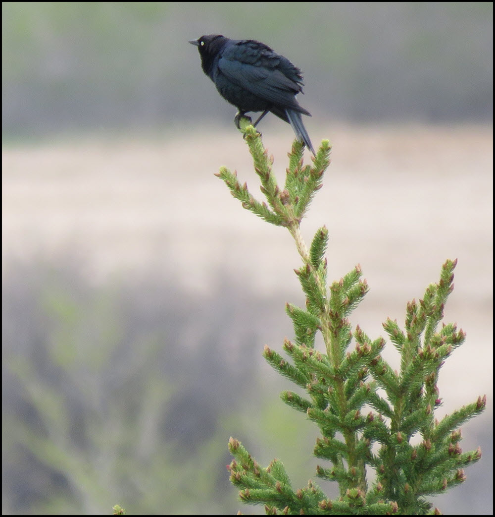 closee up blackbird on spruce treetop.JPG