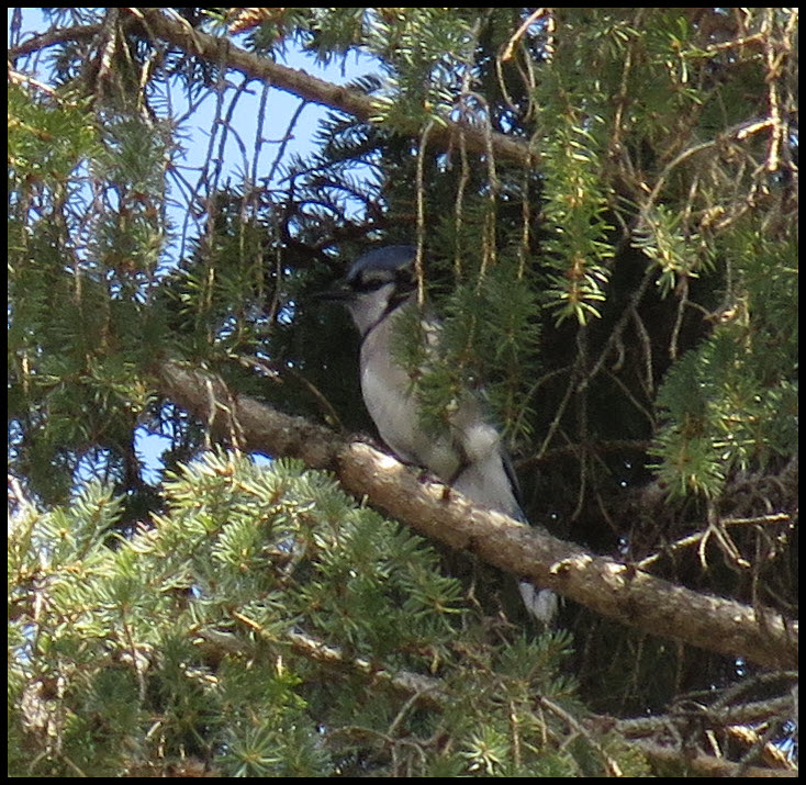 bluejay in spruce tree.JPG