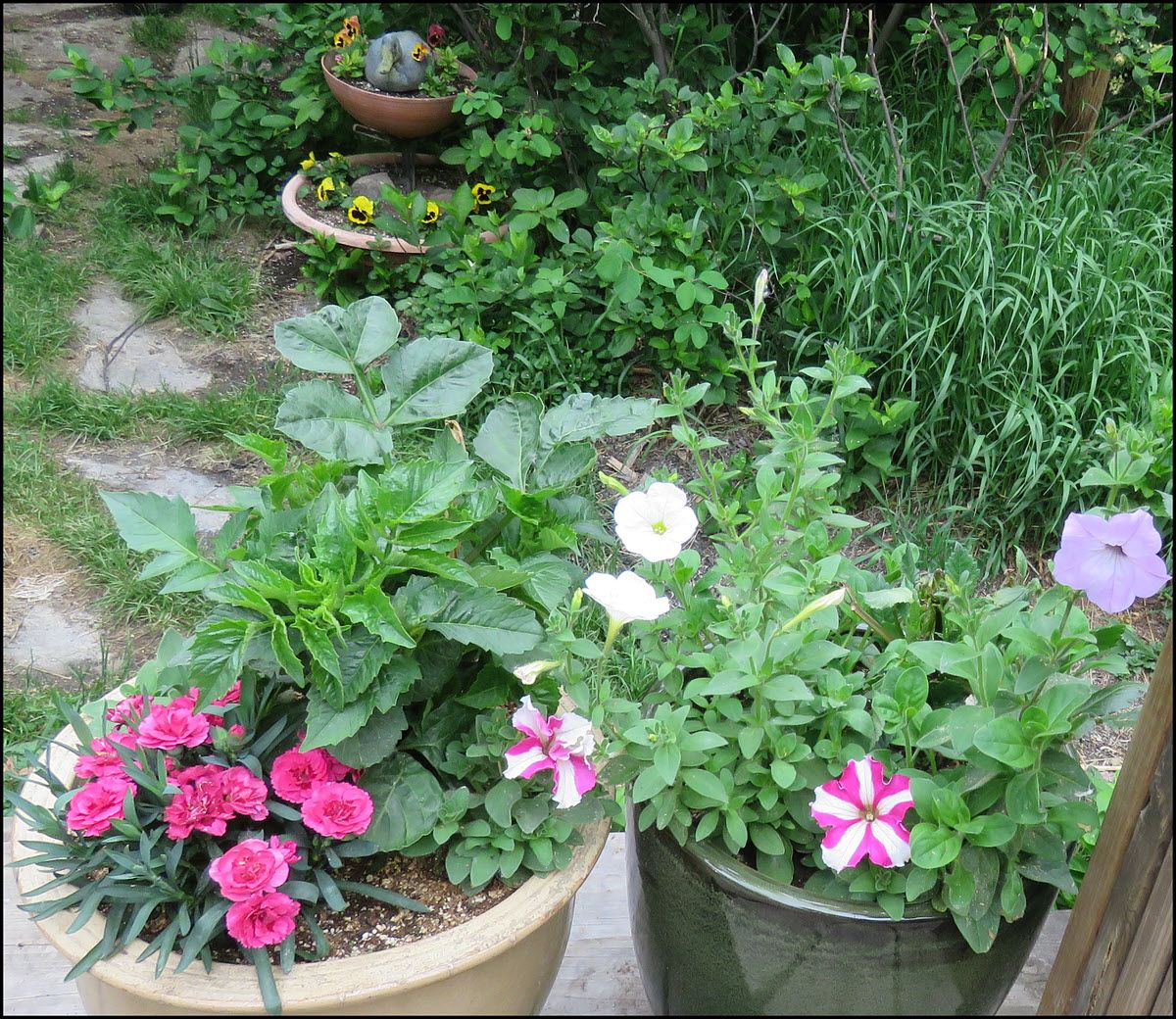 flower pots.JPG