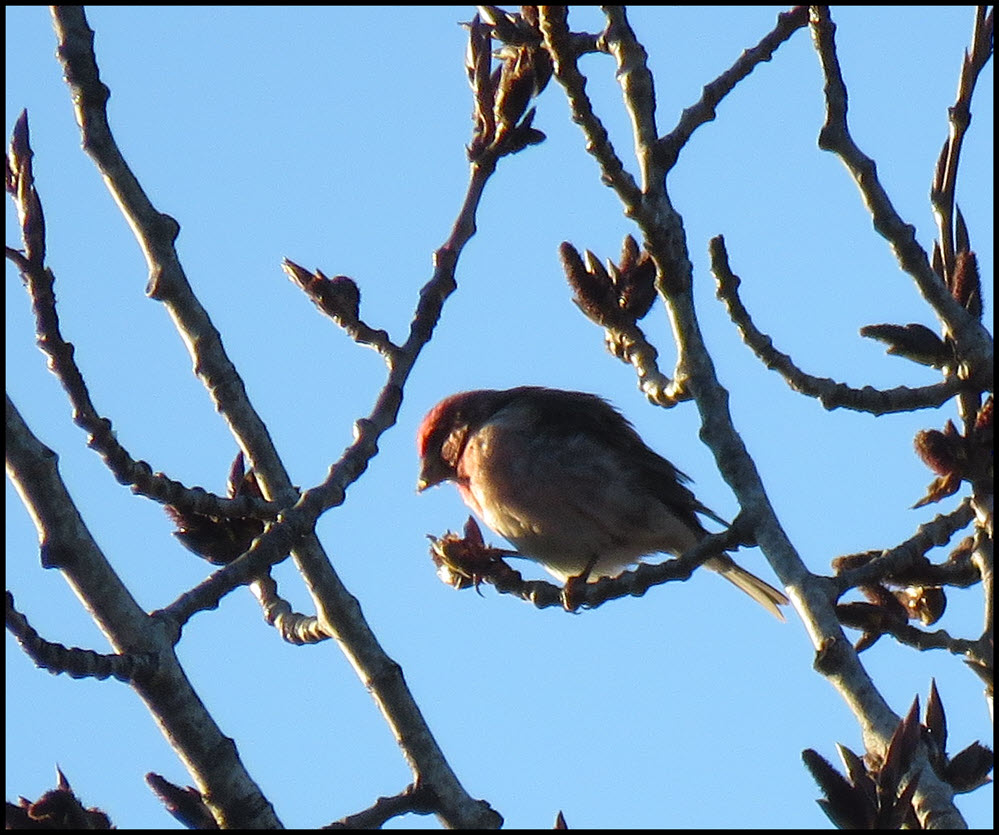 close up purple finch on poplar branch by buds.JPG