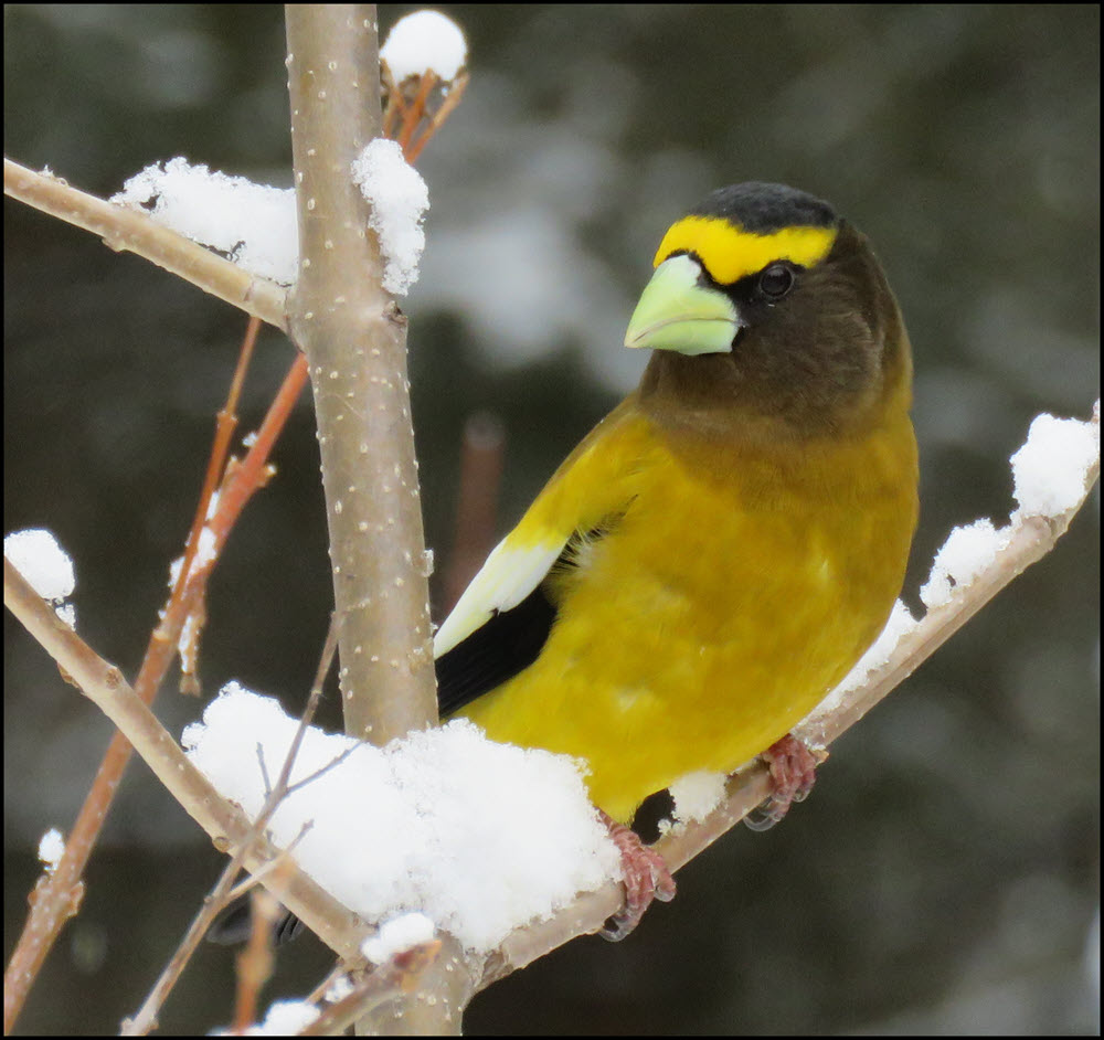 close up colorful male evening grosbeak on snowy branch.JPG