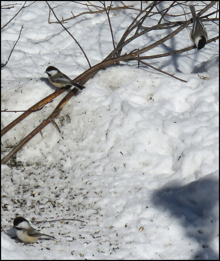 3 chickadees under feeder.JPG