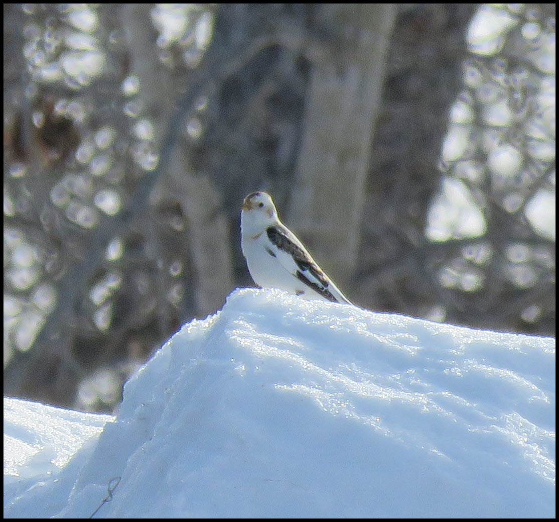 close up snow bunting on snow bank.JPG