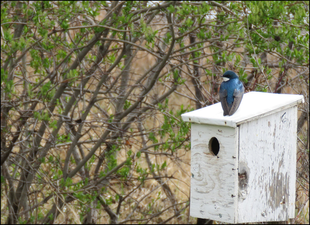 close up swallow on nesting box.JPG
