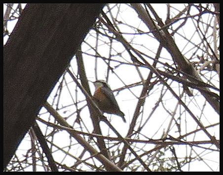 redbreasted nuthatch on branch.JPG