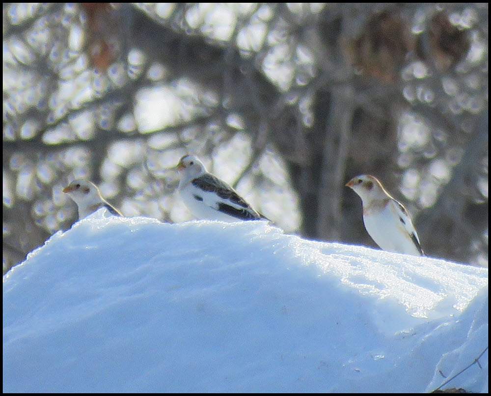 close up 3 snow buntings on snow bank.JPG