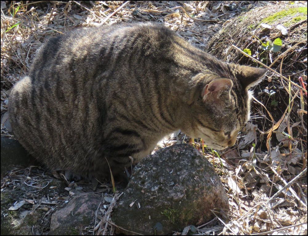 JJ looking at something by a rock.JPG
