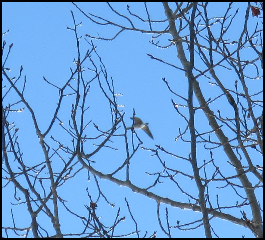 goose in flight behind the budding tree branches.JPG