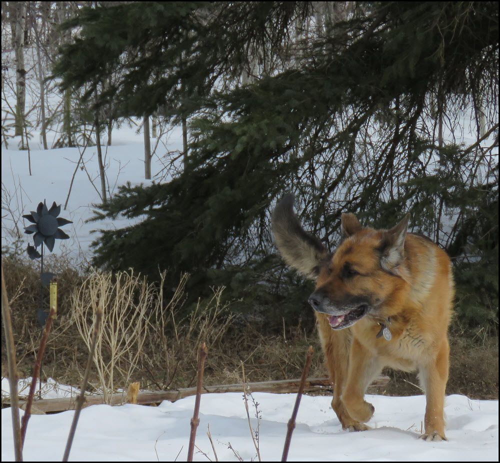 Bruno under spruce tree by snowy garden.JPG