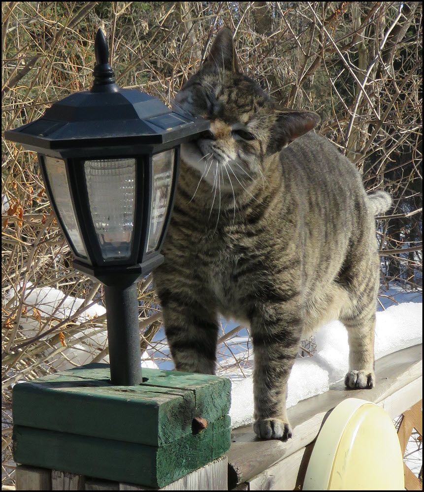 JJ rubbing against light on fence.JPG