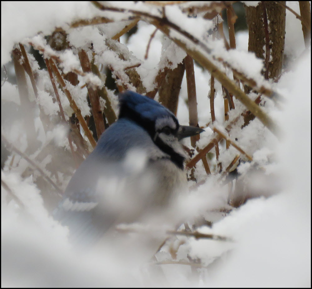 bluejay surrounded by snowy branches.JPG