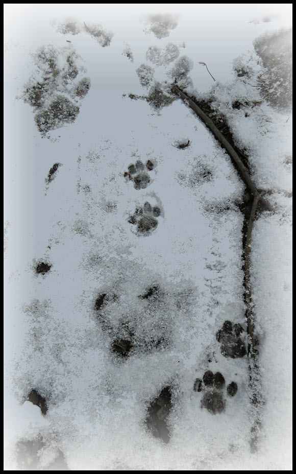 JJ paw prints by Brunos.JPG