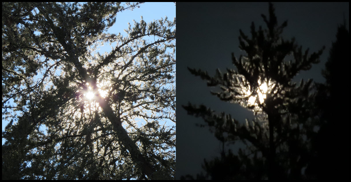 sun and moon shining thru pine tree.JPG