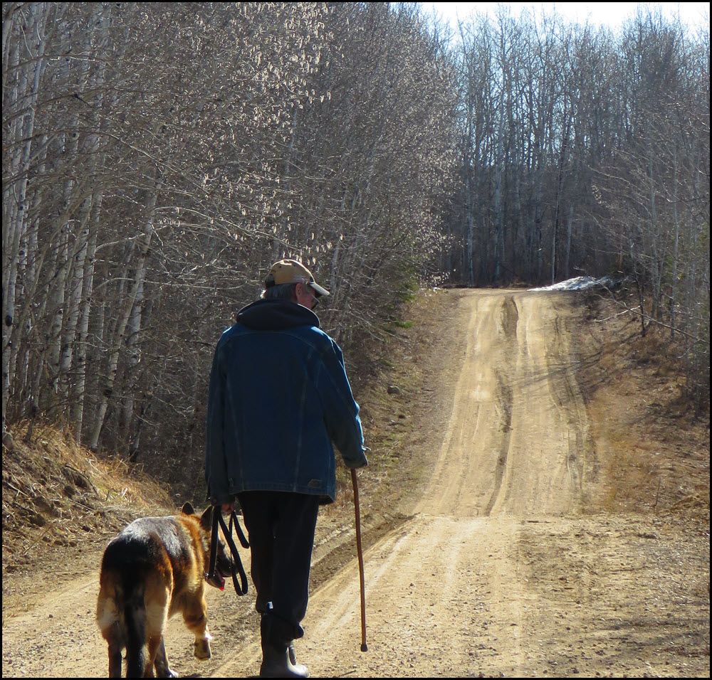 walking Bruno by poplar trees with catkins.JPG