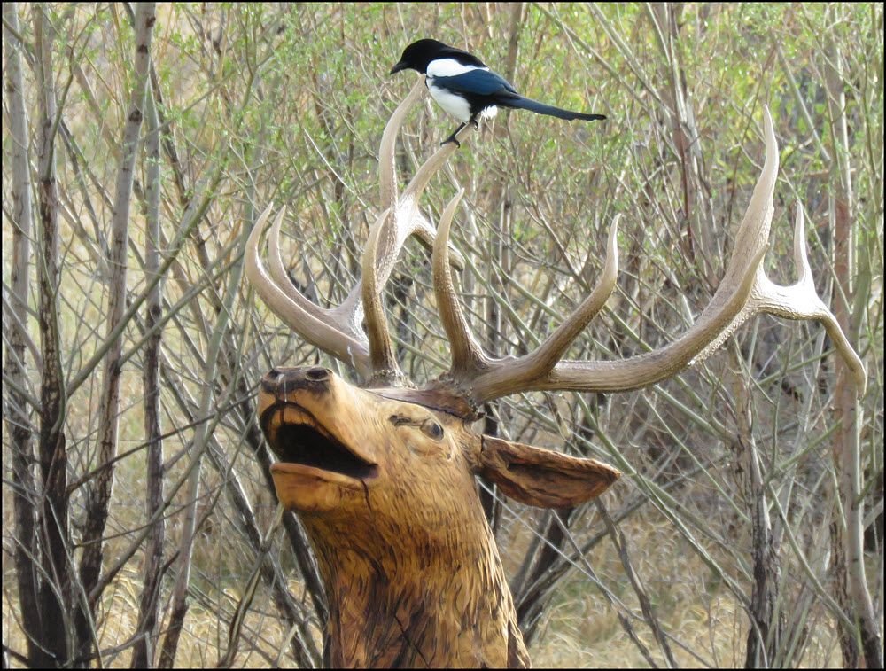 magpie on deer sculpture.JPG