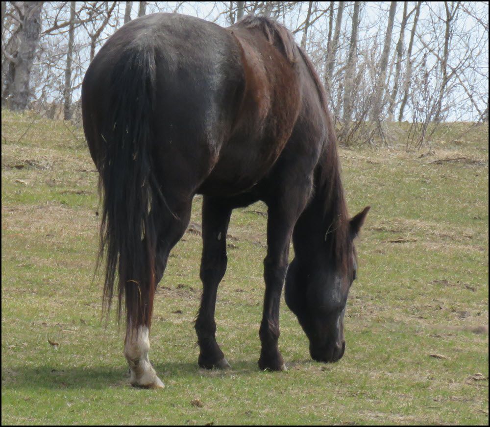 horse grazing on fresh green grass.JPG