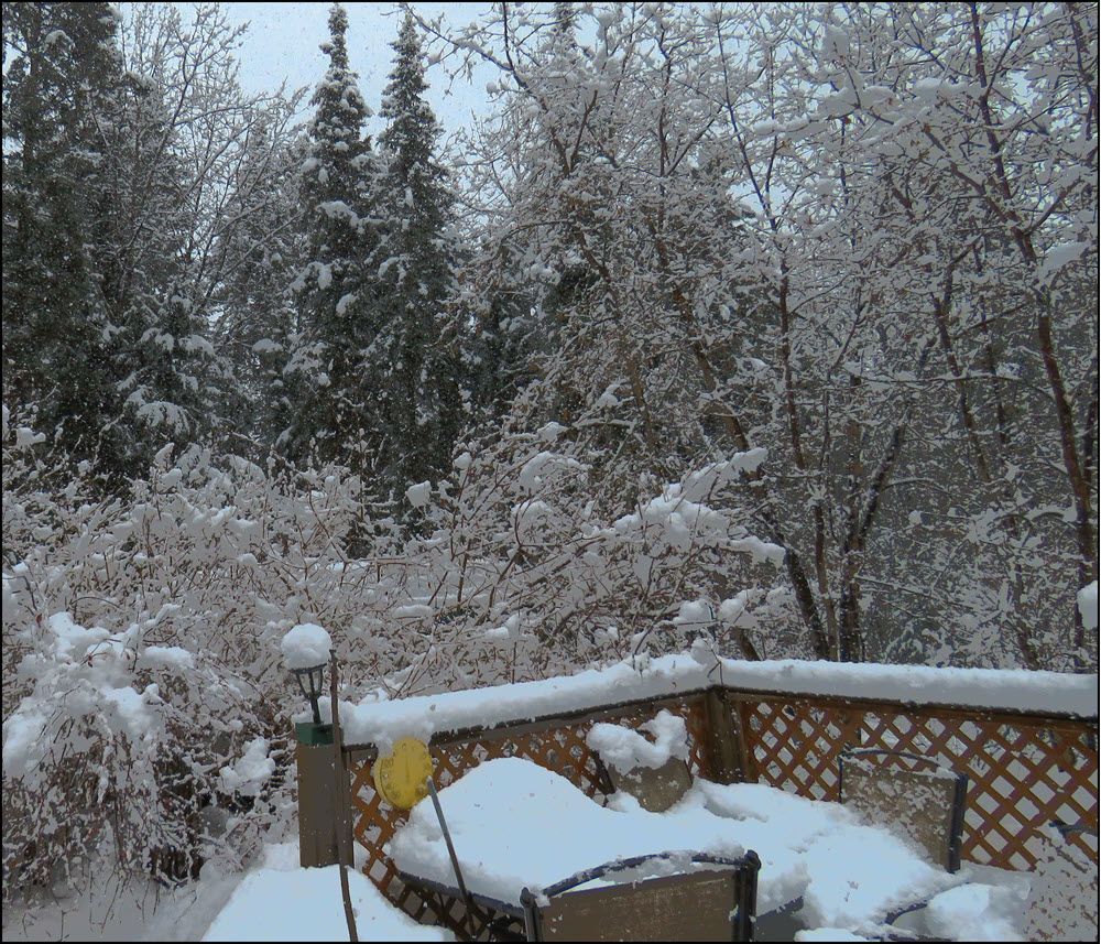 snowy scene looking east from deck.JPG