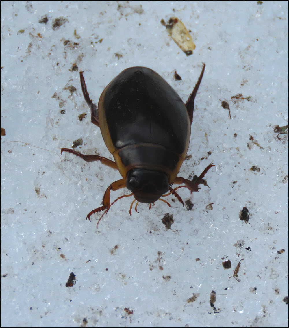 large beattle on snow.JPG