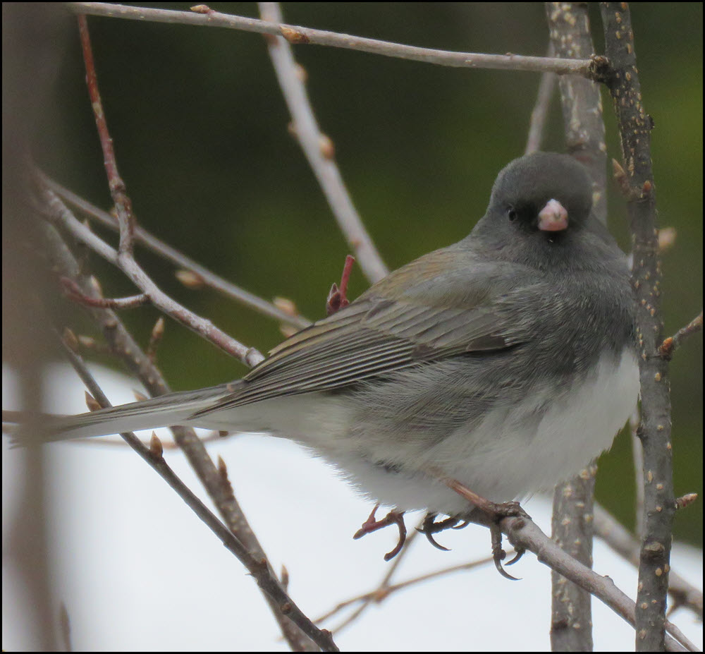 junco on branch close up.JPG