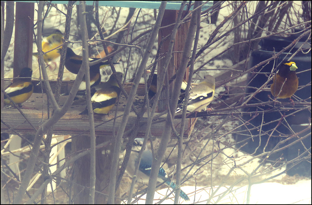 flock of grosbeaks on feeder.JPG