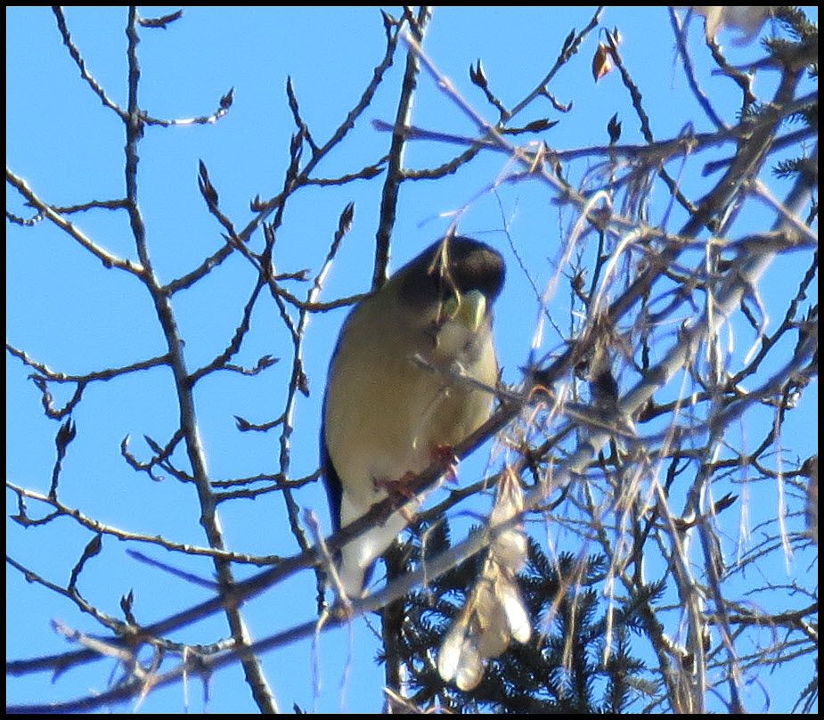 female evening grosbeak on budding branches.JPG